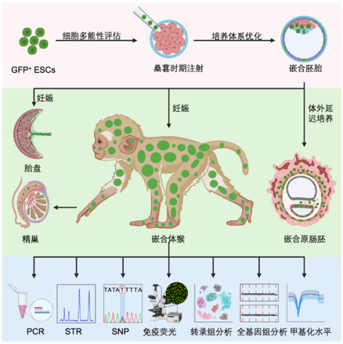 國(guó)際首次！中國(guó)科學(xué)家成功構(gòu)建胚胎干細(xì)胞嵌合體猴(圖3)