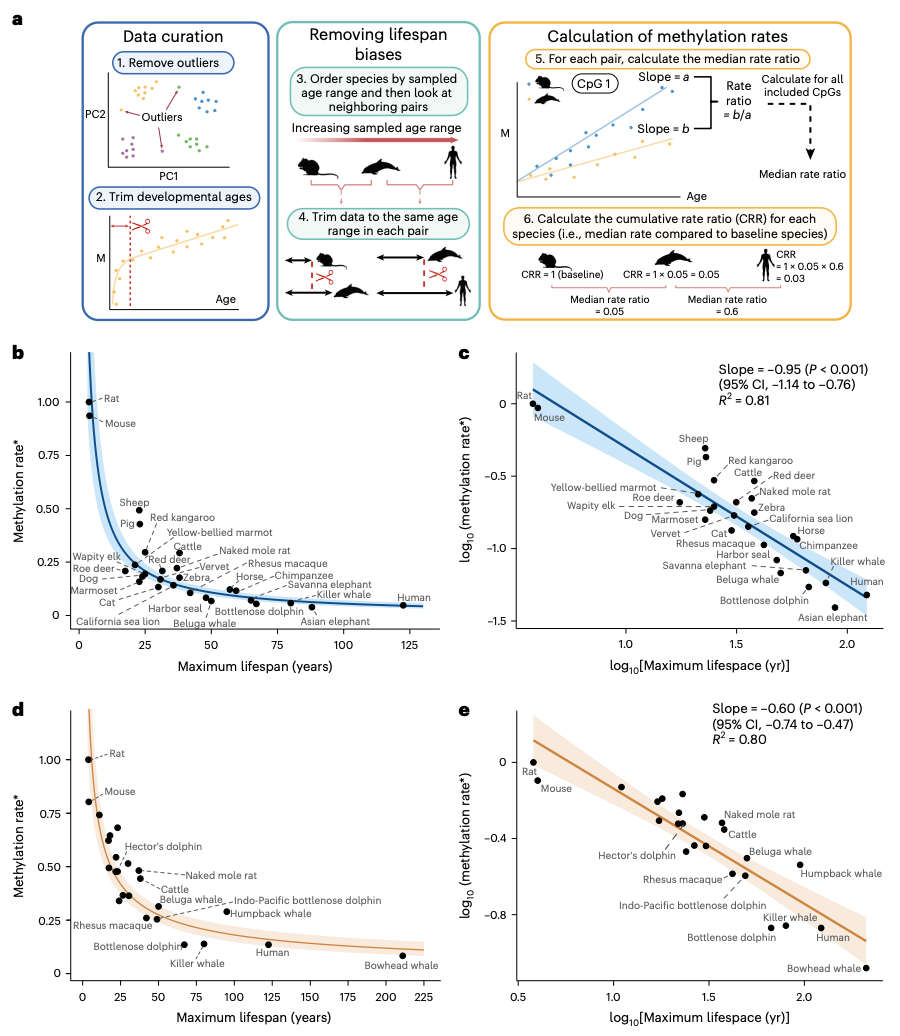Nature Aging：DNA甲基化水平與哺乳動物最大壽命呈負(fù)相關(guān)(圖1)